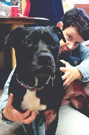 We rescue animals from local high kill shelters and from abandonment, then we help heal and comfort them and find them forever homes. Homeward Bound Sale To Offer Discount Spay Neuter Heartworm Prevention Certificates Times Courier Ellijay Georgia