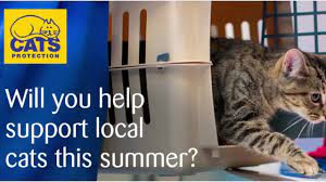 Cat Protection Bridgend Adoption Centre Home Facebook