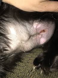 Female animals (spay) have an incision made just below the belly button into the abdomen. Is My Kittens Incision Infected Thecatsite