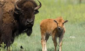 Plains Bison Why They Matter Image 201436 Jpg Photos Wwf Endangered Animals Buffalo Animal Species