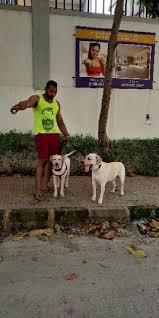We would love to meet your best friend. Pet Hotel Home Pet Boarding In Ulwe Navi Mumbai Navi Mumbai The Four Paws Pet Boarding Petbacker Maharashtra
