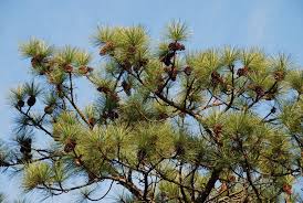 Image result for Pinus