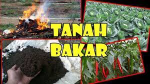 Bahkan, sekam tersebut mampu meningkatkan porositas tanah pada dasarnya, tanah yang gembur menjadi media tumbuh organisme hidup yang berguna bagi tanaman, seperti cacing tanah. Tis Cara Tanam Dengan Tanah Angos Rom Agar Subur Berkah Burnt Soil To Grow Vegetables Youtube