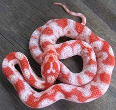Reverse Okeetee This One Has The Shape Of A Heart On Its Neck Snake Cute Snake Corn Snake