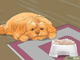 Chloe is part shih tzu/chihuahua & has had loose stools past few days. 3 Ways To Diangose Juvenile Renal Dysplasia In Shih Tzus Wikihow