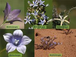 Image result for Campanulaceae