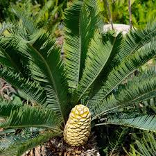 Image result for Cyathula natalensis