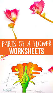 Parts Of A Flower Worksheet In 2020 Parts Of A Flower Elementary Science Activities Homeschool Science Experiments