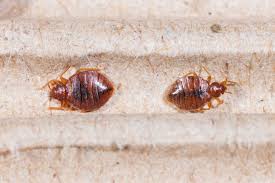 Bed Bug Powder Killer Or Con Terminix
