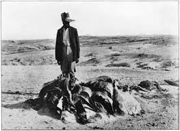 Image result for Dichilus bainesii