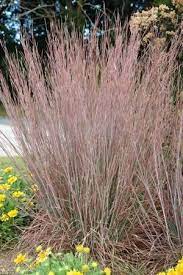 Maybe you would like to learn more about one of these? Schizachyrium Scoparium Standing Ovation Pp25202 Little Bluestem Grass Zones 3 8 Height 3 4 Ft Bluish G Grasses Landscaping Ornamental Grasses Plants