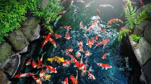 Ikan koi adalah ikan yang sangat cantik dan indah. Laku Terjual Hingga Rp25 Miliar Ini Alasan Yang Menjadikan Ikan Koi Berharga Fantastis Bangka Pos