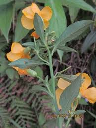 Image result for Reinwardtia indica