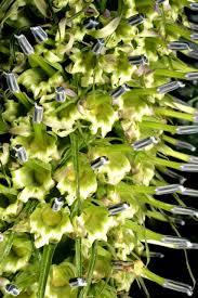 Image result for Lobelia giberroa