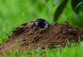 We've all been there…….you go to bed one day to a beautiful lawn or garden that you've worked so hard to create. Mole Control Services Critter Control Of Ann Arbor
