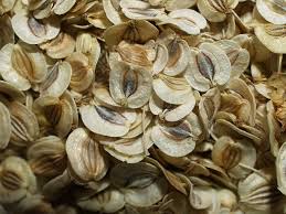 Image result for Coronopus integrifolius