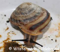 Maybe you would like to learn more about one of these? Caracolus