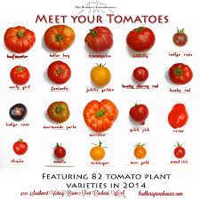 A good variety for canning. Tomato Varieties Food Garden Tomato Varieties Tomato Tree