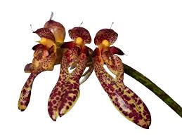 Image result for Bulbophyllum longiflorum
