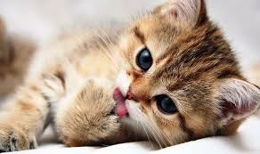 I hope you enjoy the video meow :3 im sorry for the delay now this is the right video :3 please follow. Hd Wallpaper Licking My Paws Brown Tabby Kitten Nice Kitty Cute Animals Wallpaper Flare