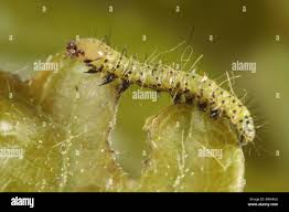 Image result for Peridea anceps