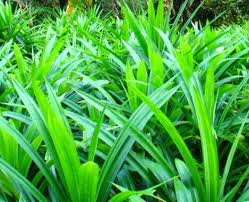 Daun pandan juga sering digunakan oleh masyarakat sebagai pewangi atau bumbu dalam membuat aneka menu makanan dan minuman. Cara Menanam Daun Pandan Syarat Tumbuh Panen Dan Manfaatnya