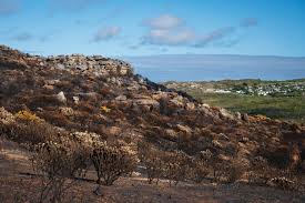 Image result for tbn:XVFRz-6Maj2JLM::www.jolmag.co.za/wildfire/images/Logos/vuvuzela_header.jpg