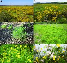 Image result for Senecio madagascariensis