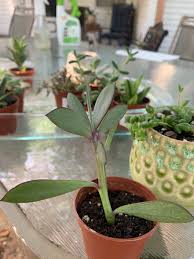 Image result for Senecio greenwayi