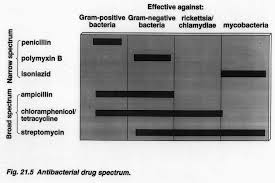 Image result for Extended Spectrum Penicillin