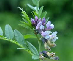 Image result for Droogmansia