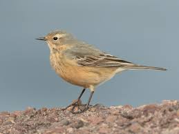 Image result for Rubus pinnatus