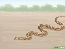 We did not find results for: 3 Ways To Get Rid Of Snakes Wikihow