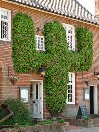 Maybe you would like to learn more about one of these? Wall Climbers How To Choose Grow Climbing Plants The Rspb