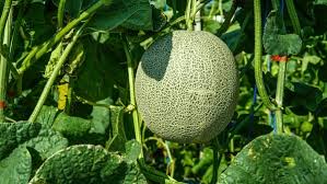 Image result for Cucumis melo