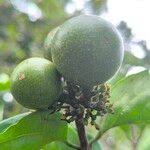 Image result for Strychnos pungens