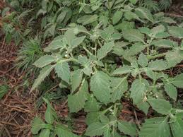 Image result for Solanum memphiticum