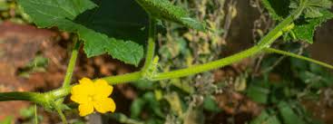 Image result for male flowers cucumber