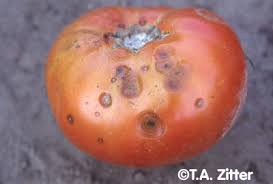 Image result for Colletoecema