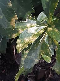 Image result for Alfalfa mosaic virus