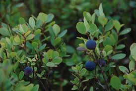 Image result for Vaccinium madagascariense