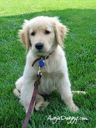 Golden Retriever Puppy Augie 3 Months Old Golden Retriever Retriever Puppy Golden Retriever Puppy