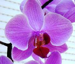 Tips To Make An Orchid Bloom Orchid Flower Orchids Blue Orchid Flower