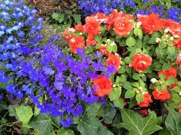 Image result for foto Lobelka