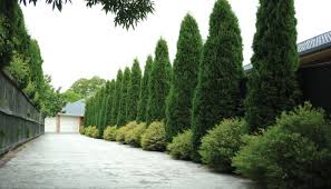 We did not find results for: Smaller Ornamental Trees Mitre 10