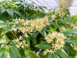 今年もライチの花が咲き始めています！ – 新富ライチ｜宮崎県産生ライチブランド 公式サイト｜