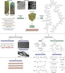 Check spelling or type a new query. Redesigning Plant Cell Walls For The Biomass Based Bioeconomy Journal Of Biological Chemistry