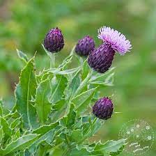 Scotland Thistle Whims And Fancies Thistle Flower Thistle Plant Scottish Heather