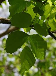 Image result for Markhamia zanzibarica