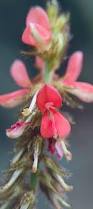 Image result for Indigofera cylindracea